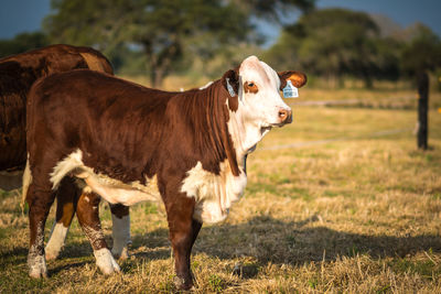 Cows standing in a field