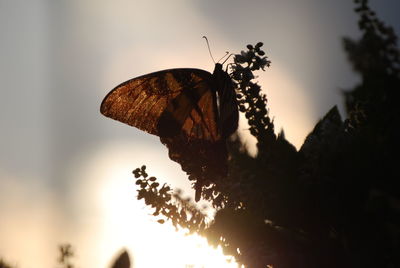 Close-up of butterfly on leaf