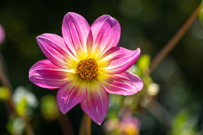 Close-up of pink flower