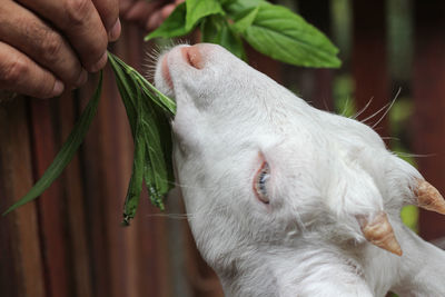 Close-up of man feeding baby goat