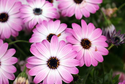 Close-up of pink flowers