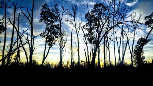 Silhouette trees in forest against sky