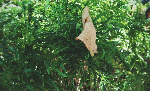 Close-up of a cat on tree