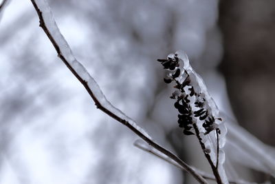 Close-up of plant on branch
