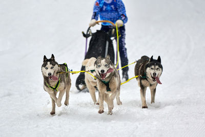 Husky sled dog racing. winter dog sport sled team competition. siberian husky dogs pull sled 