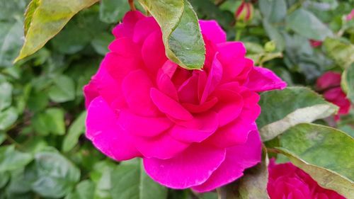 Close-up of pink flower blooming outdoors