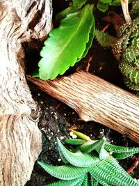 High angle view of green leaves on tree trunk