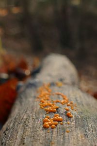 Close-up of mushrooms growing on tree trunk