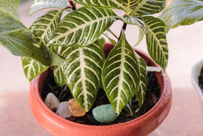 Close-up of potted plant