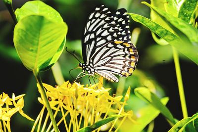 Close-up of butterfly pollinating on plant