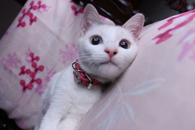 Close-up portrait of white cat on bed