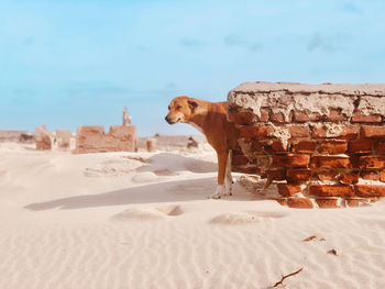 View of dog on beach