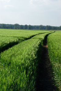 Scenic view of agricultural field against sky