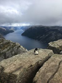 View of stuffed animal on rock