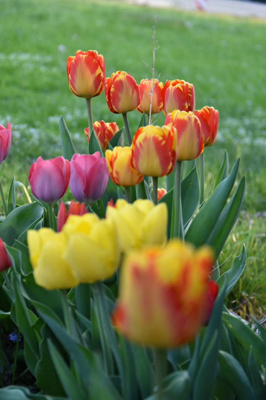 flower, flowering plant, plant, beauty in nature, freshness, fragility, vulnerability, petal, growth, close-up, tulip, nature, yellow, flower head, inflorescence, no people, day, green color, selective focus, red, outdoors, flowerbed, bouquet