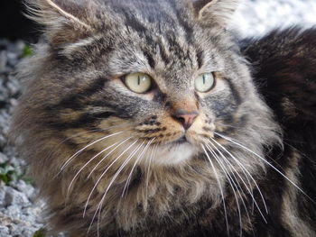 Close-up portrait of cat