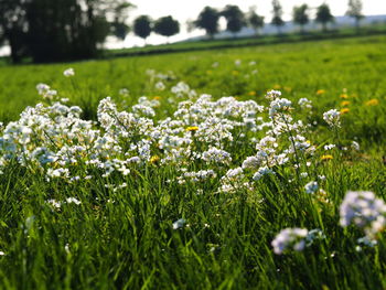 White flowering plants on field