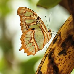 Close-up of butterfly on flower