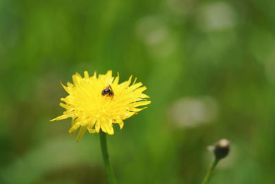Close-up of bee pollinating on flower