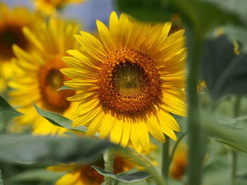 Close-up of sunflower