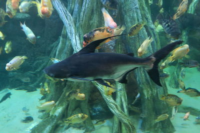 Close-up of fish swimming in aquarium