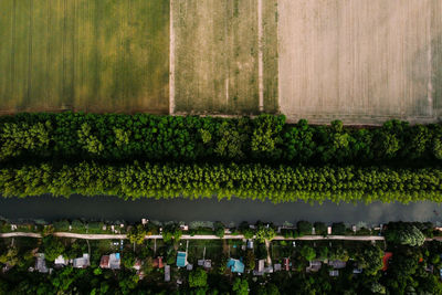 Plants growing in farm