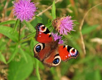 Close-up of butterfly pollinating on purple flower