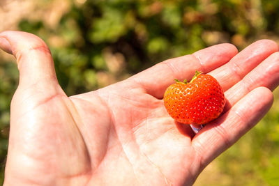 Close-up of hand holding strawberry