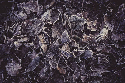 Full frame shot of dry leaf