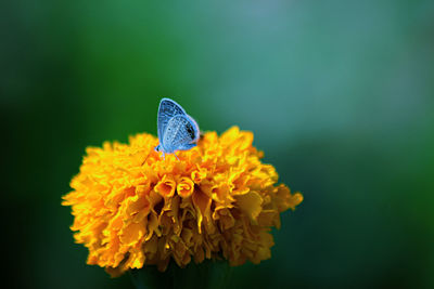 Close-up of butterfly pollinating on yellow flower