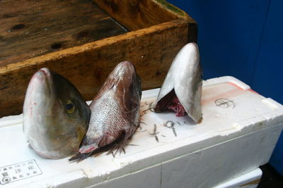 Close-up of fish on wood