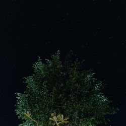 Low angle view of trees at night