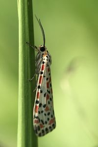 Close-up of butterfly