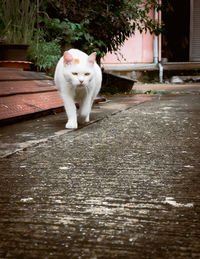 White cat sitting on wood