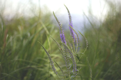 Close-up of purple flowering plant on field