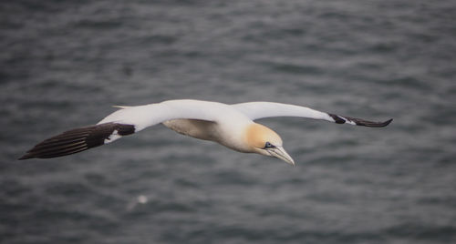 Swan flying over water