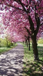 Pink flower tree against sky