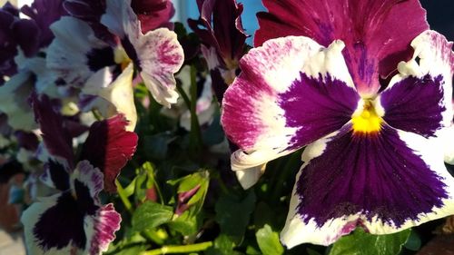 Close-up of purple flowering plants