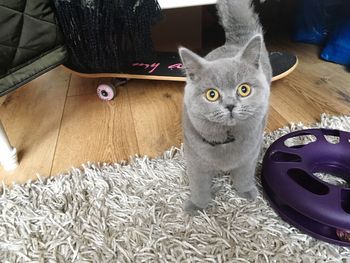 High angle portrait of cat on blanket