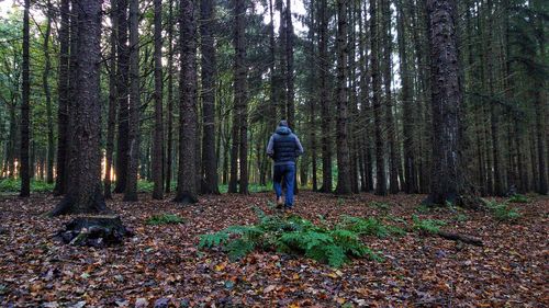 Rear view of man standing by trees in forest