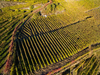 High angle view of vineyard