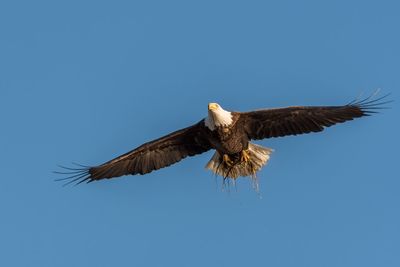 Low angle view of eagle flying against clear blue sky