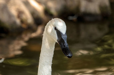 Close-up of swan swimming on lake