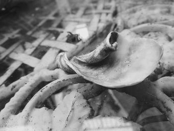 Close-up of turtle in water