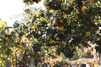Low angle view of fruits growing on tree