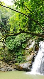 Scenic view of waterfall in forest