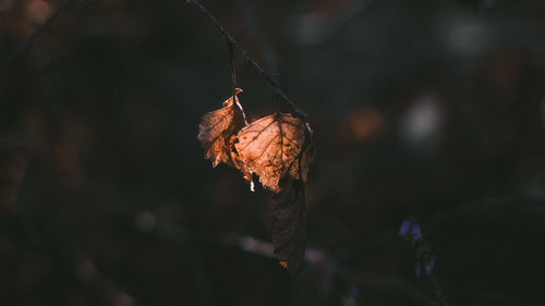 Close-up of dry leaf