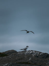 Bird flying against sky