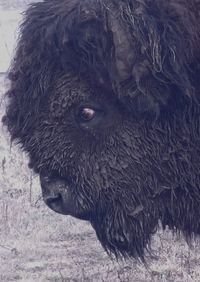 animal