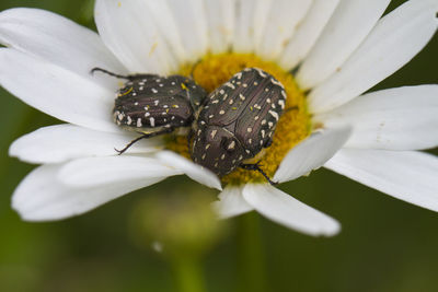Close-up of insect on white flowering plant